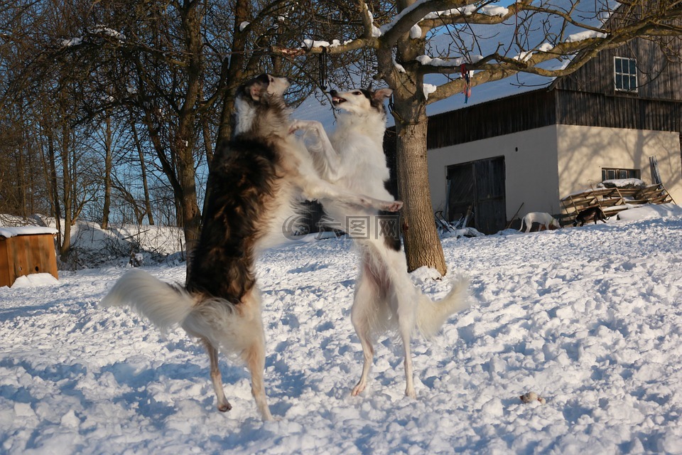 灰狗,雪,猎狼