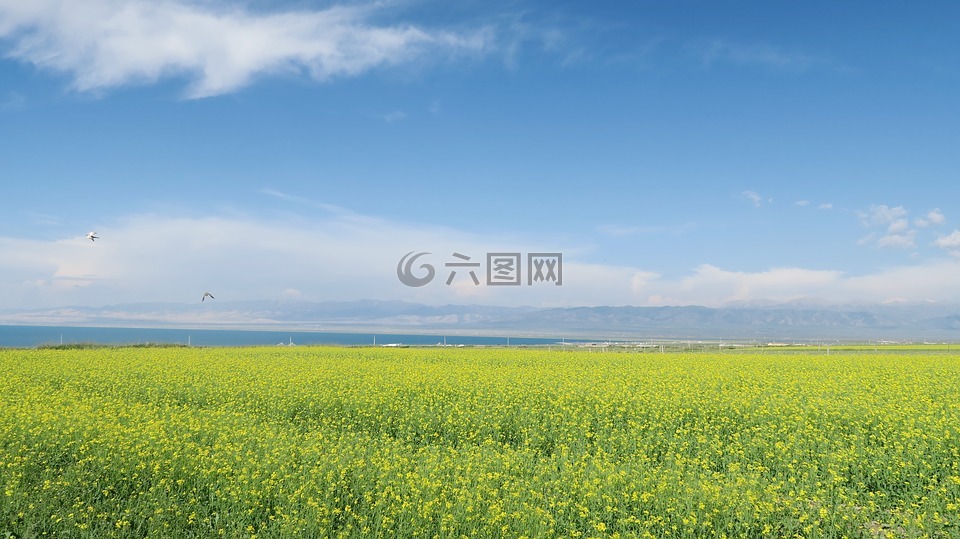 青海湖,油菜花,天空