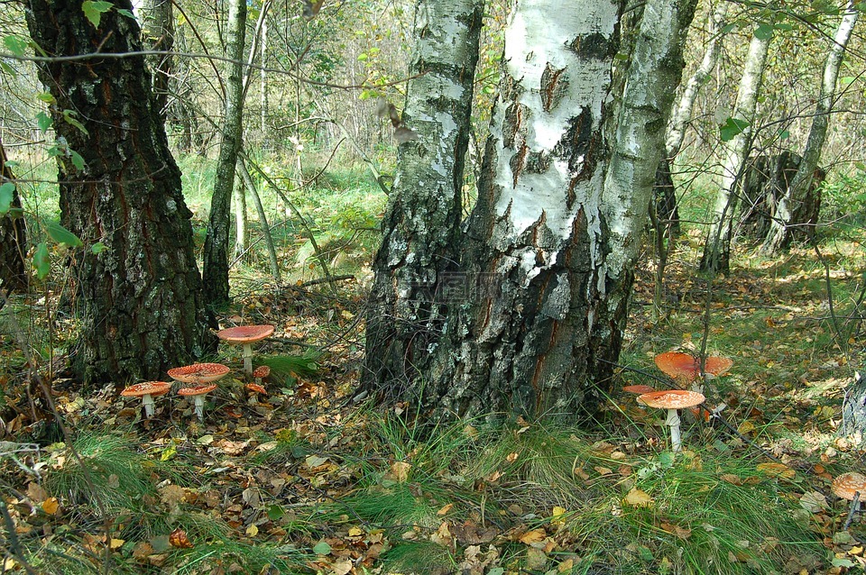 蘑菇,毒蝇伞,白桦林
