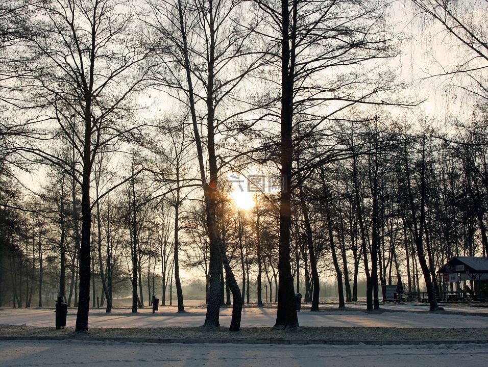 树木,冬季,在上午