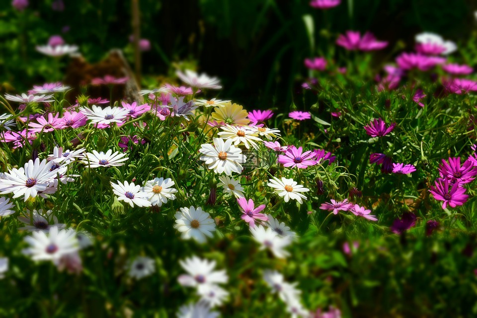 kerstin mais,blütenmeer,蒙格