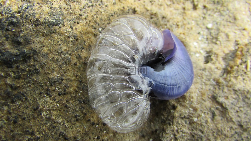 海蜗牛,海滩,动物