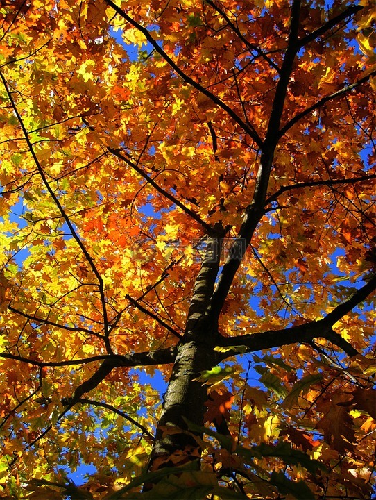 槭树,秋季,枫叶