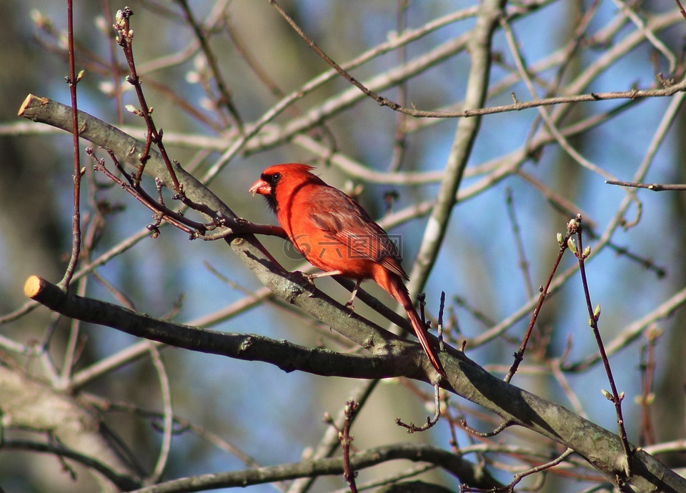 鸟,红衣主教,自然