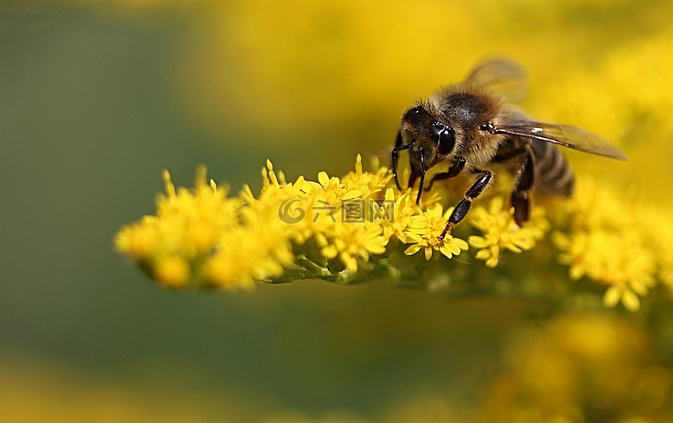 蜜蜂,黄色,厂