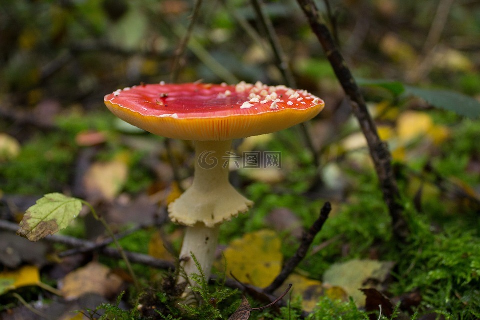 蘑菇,飞木耳,红色飞木耳香菇