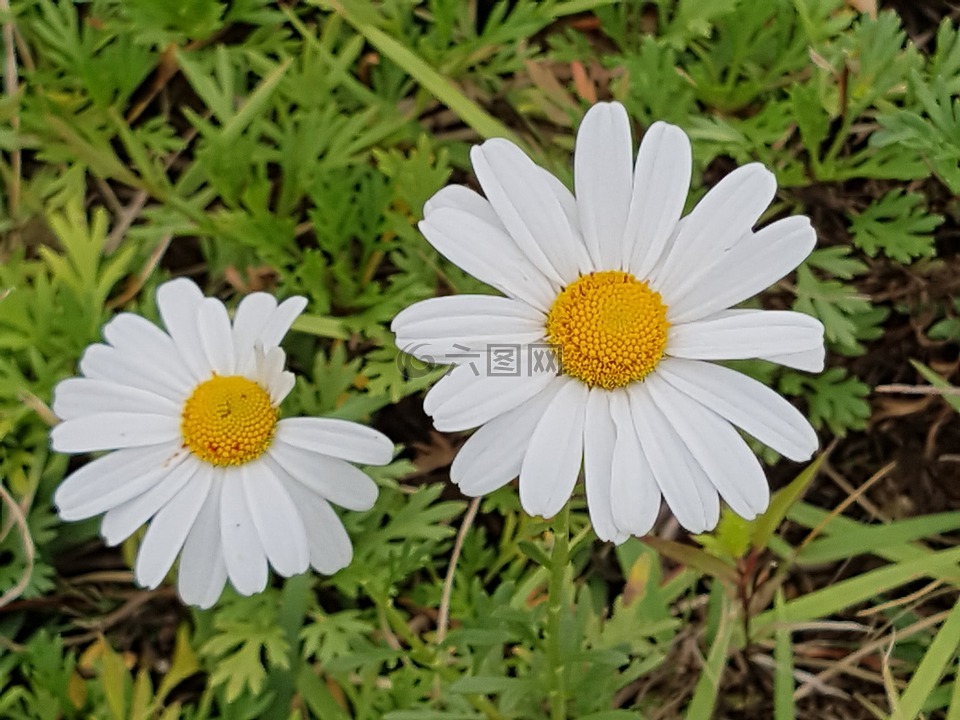 坠花,白色的花,野花
