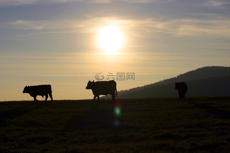 日落,母牛,牧场