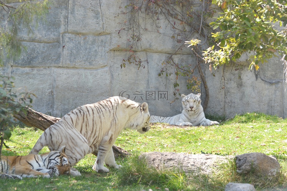 老虎,白虎,动物园