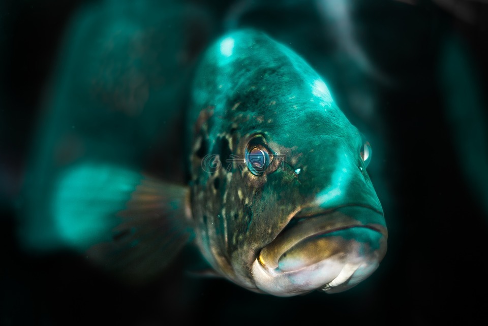 光线照射在水族馆增加的美人鱼,天蓝色,鱼头