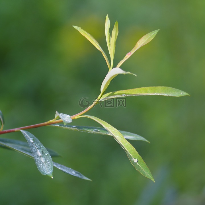 迈耶格尔利茨,三人计划,soapbubble背景虚化