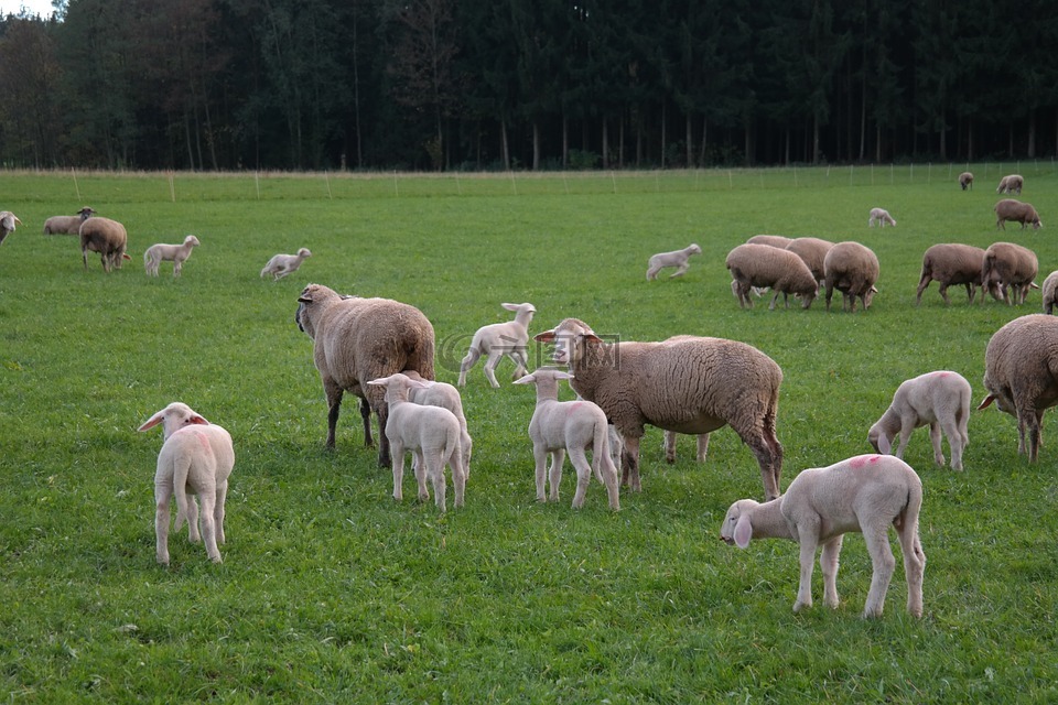 羊,羊群的羊,羔羊
