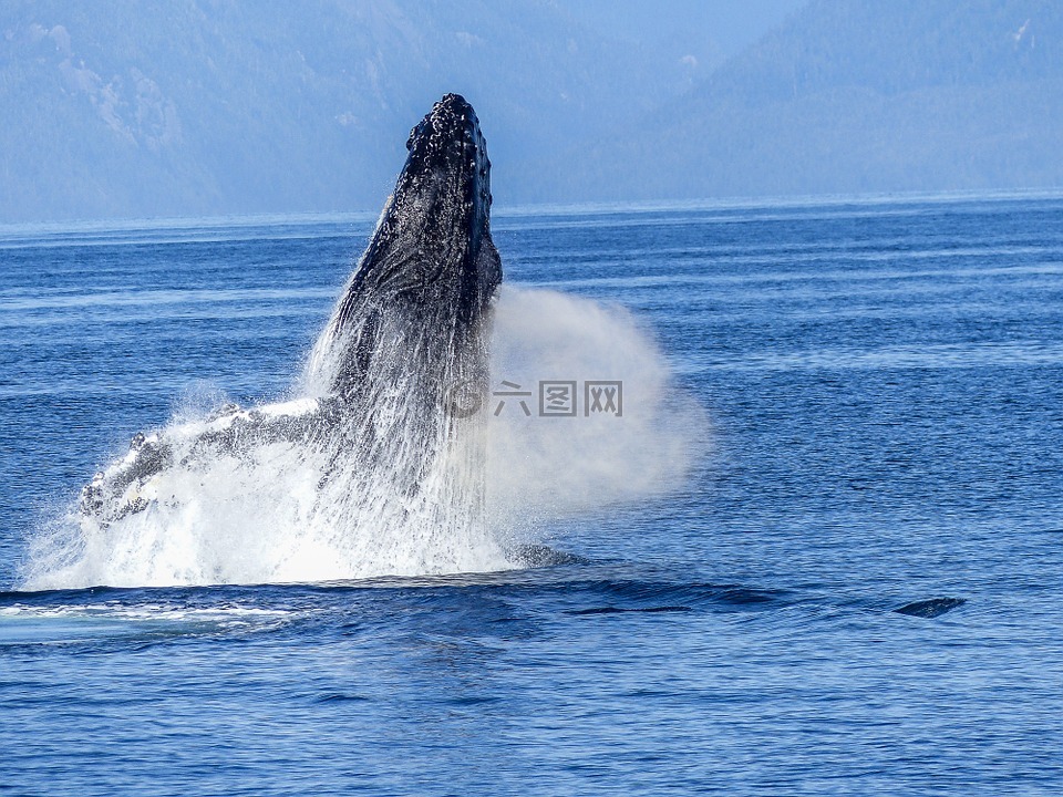 座头鲸,自然奇观,自然