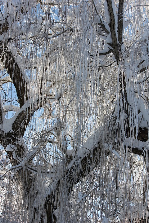 雪,冰,树