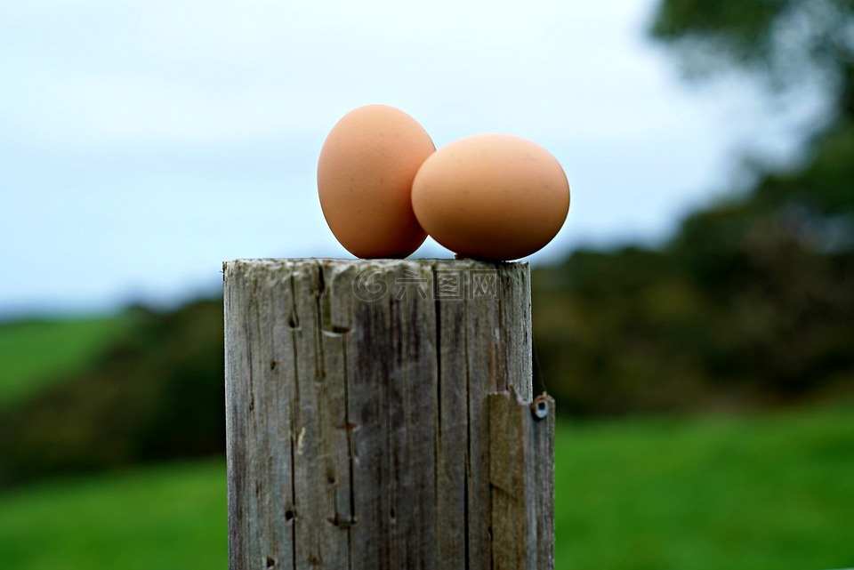 鸡蛋,新鲜的农场,早餐