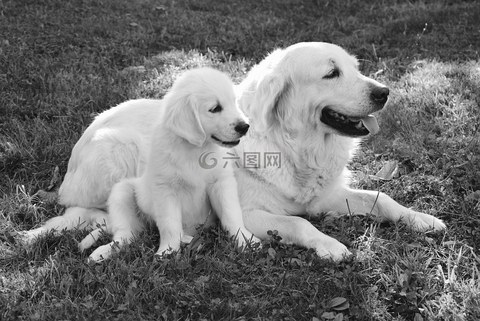 狗,金毛猎犬,黑白照片