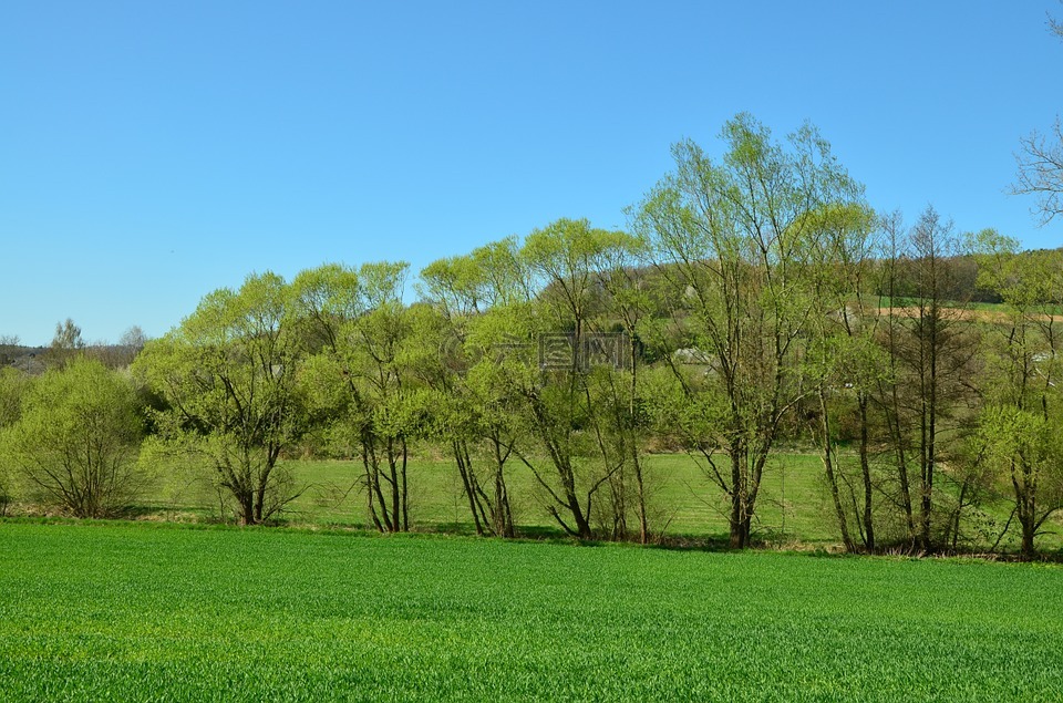 树木,绿色,4 月