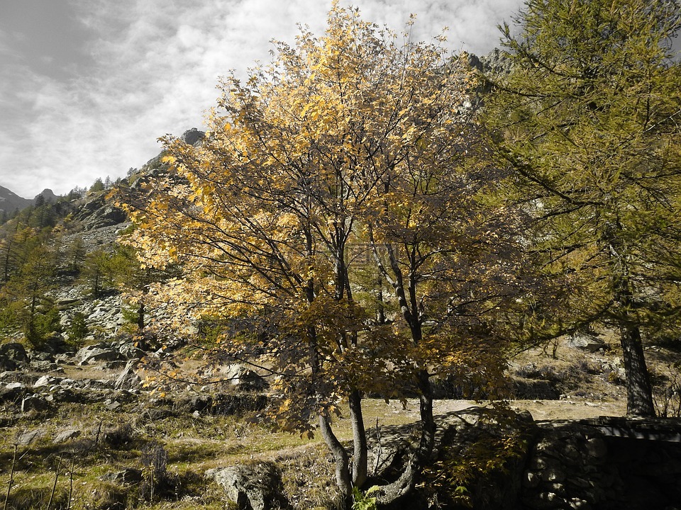 秋,色彩游戏的尤文,树