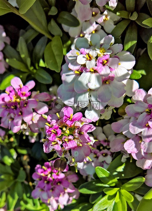 鲜花,福禄考,火焰花