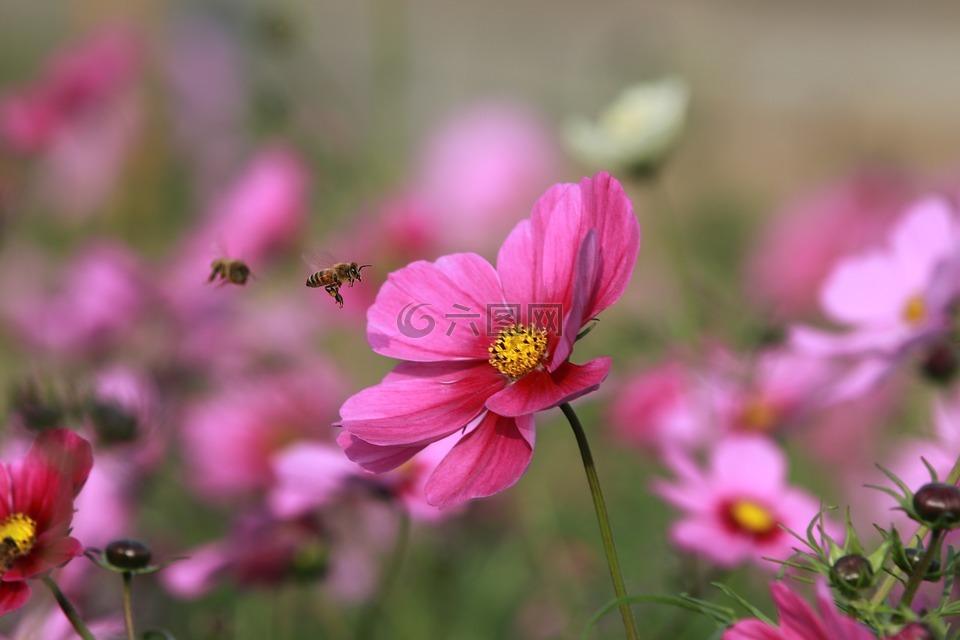 花,蜜蜂,昆蟲