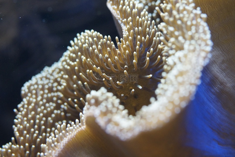 珊瑚礁,海葵,水下