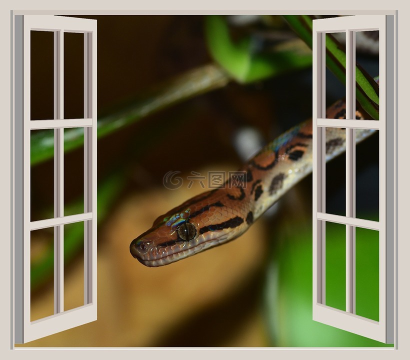 蛇,窗口,亚当和夏娃