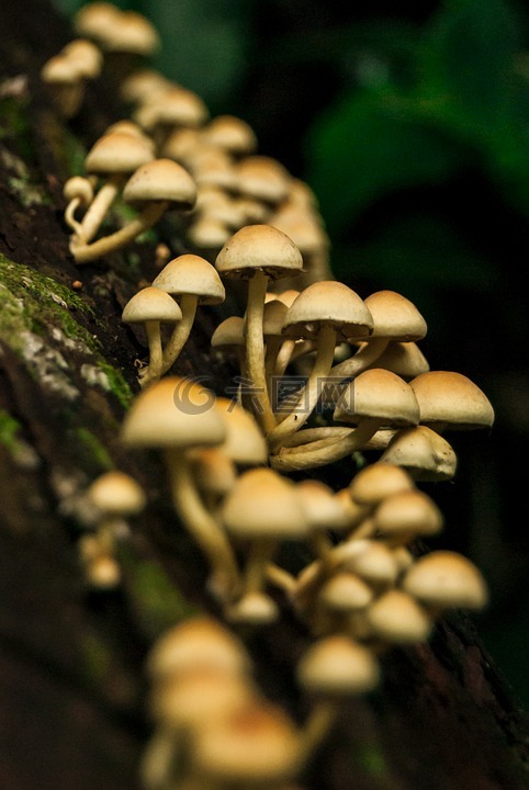蘑菇,natura,性质