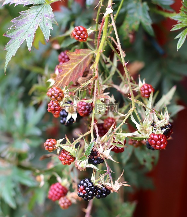 黑莓手机,黑色浆果,秋季