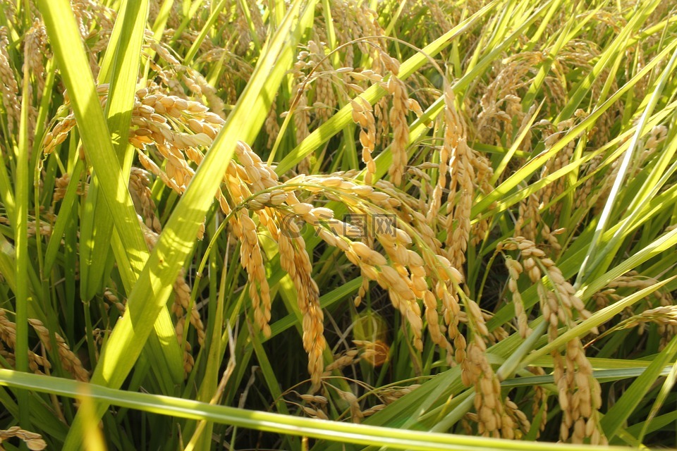 稻作,ppt背景,豐收