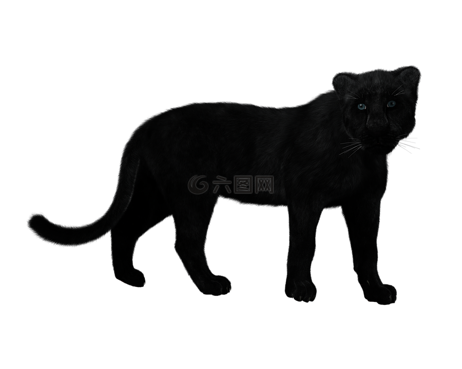豹,黑色的大猫,神秘