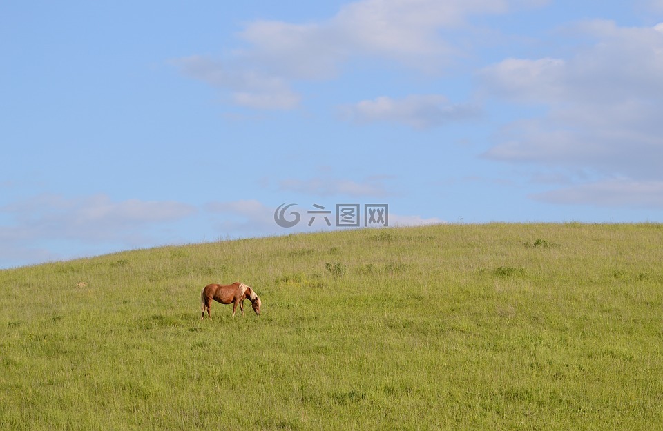 马,动物,景观