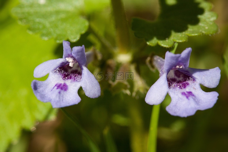 死荨麻,lamium,属