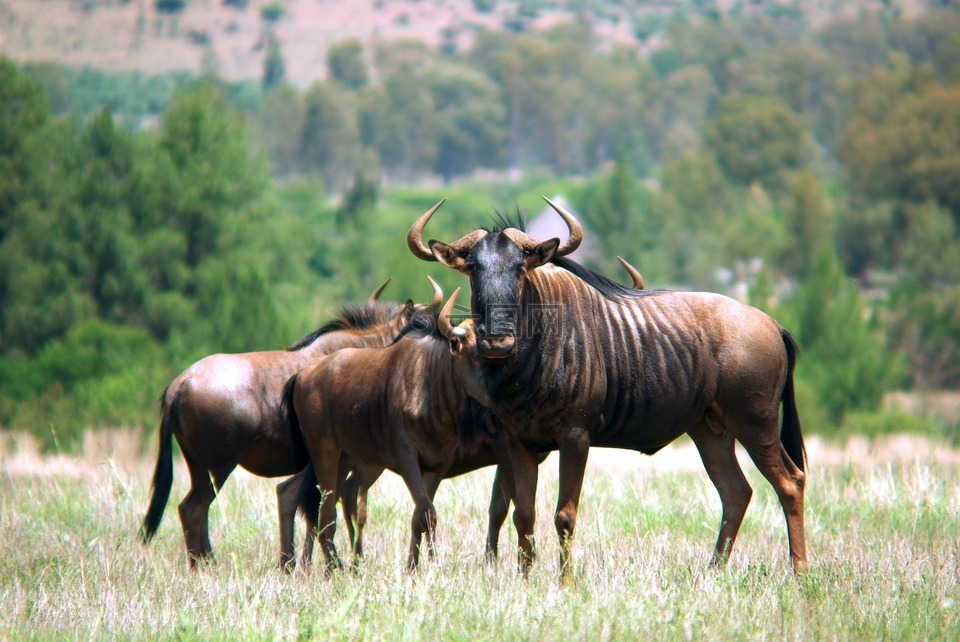 gnu,牛羚,南非