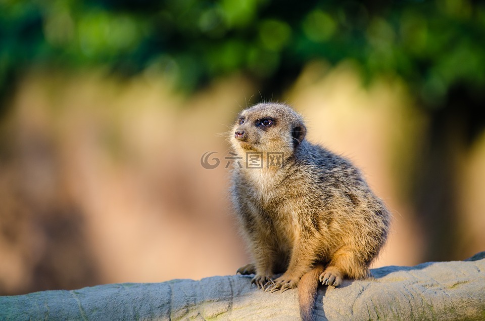 猫鼬,suricate,哺乳动物