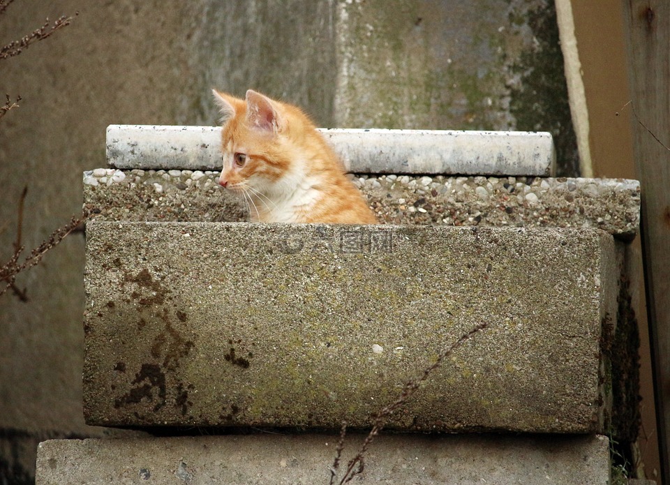 小猫,藏身之地,石