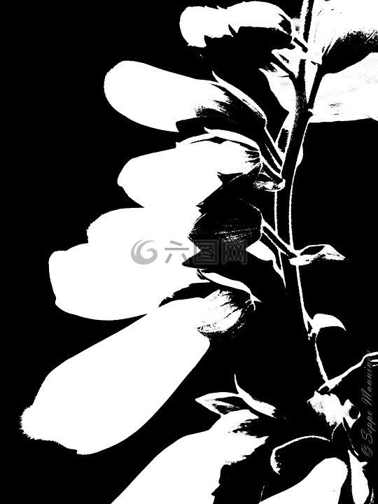 花,黑色,白