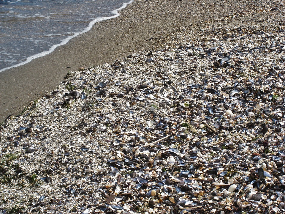 贝壳海滩,贻贝,波罗的海