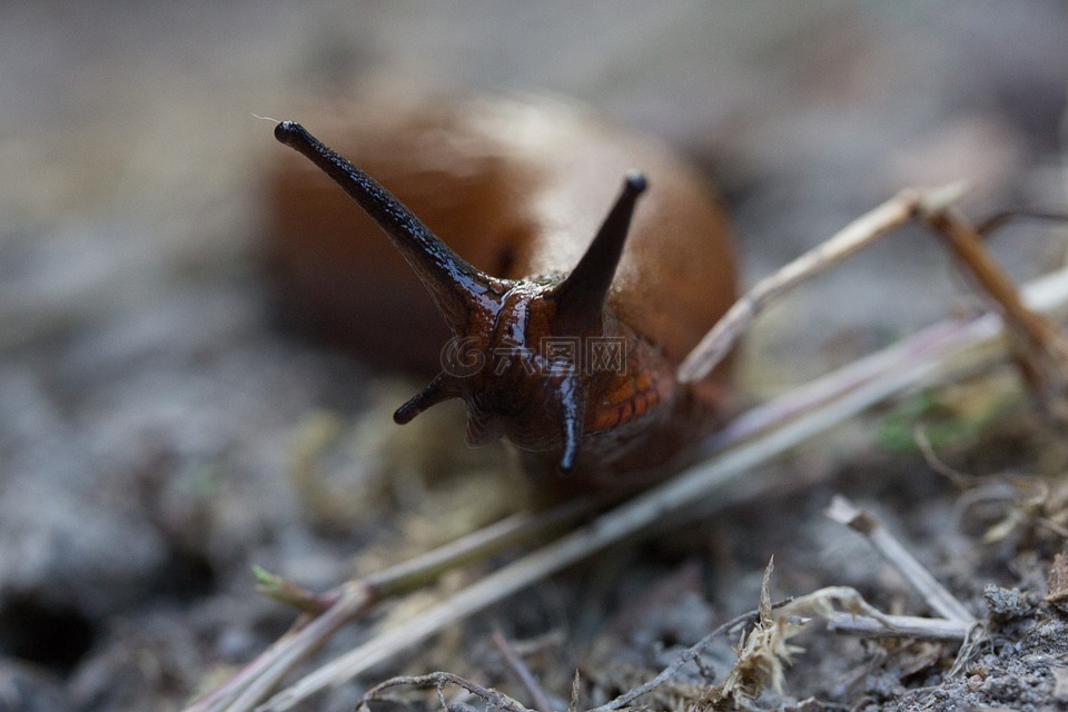 蛞蝓,蜗牛,性质
