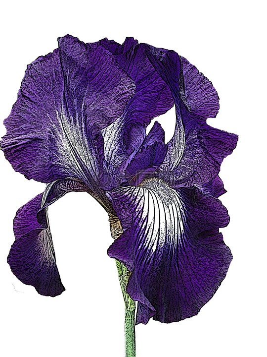 鸢尾花,紫色,花