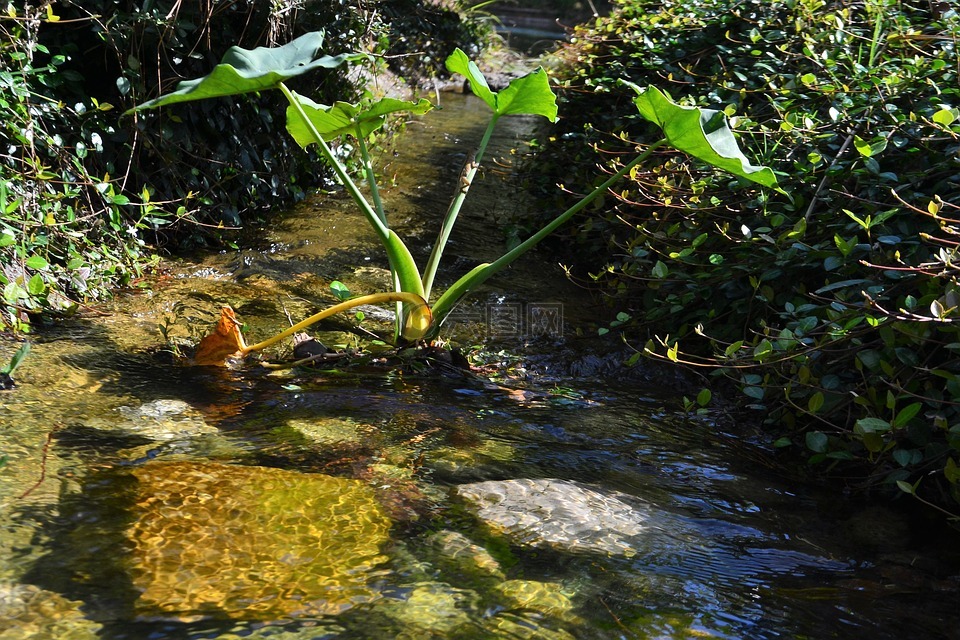 溪,吱吱,赫尔曼 国家公园