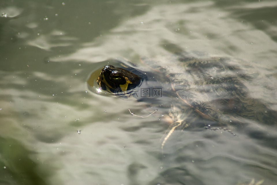 龟,水,水球