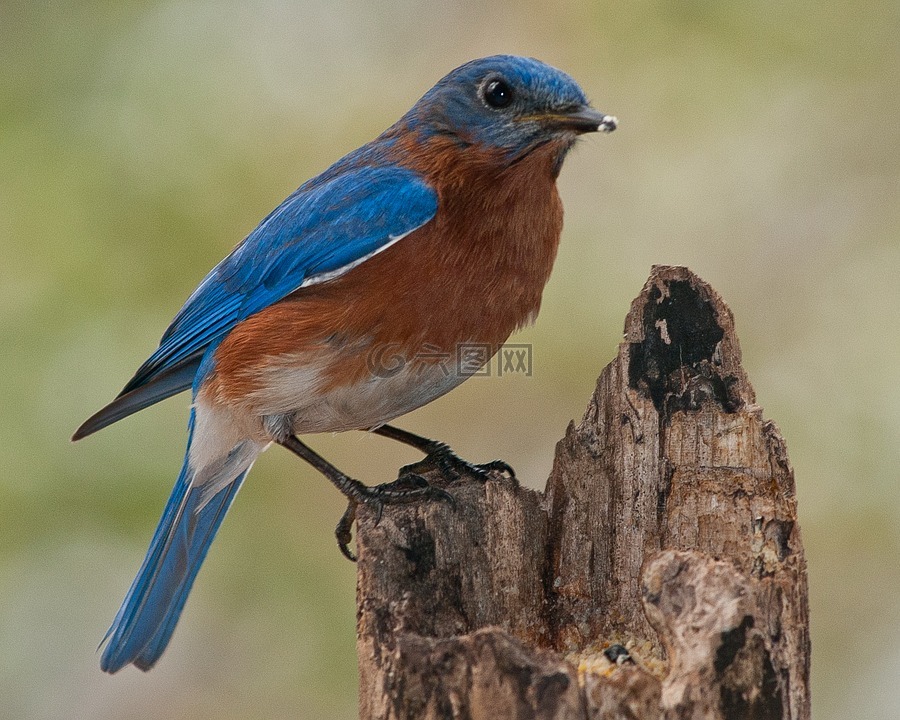 鸟,蓝鸟,自然
