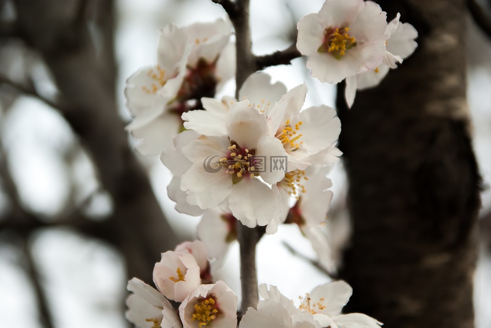 杏仁树,鲜花,春天