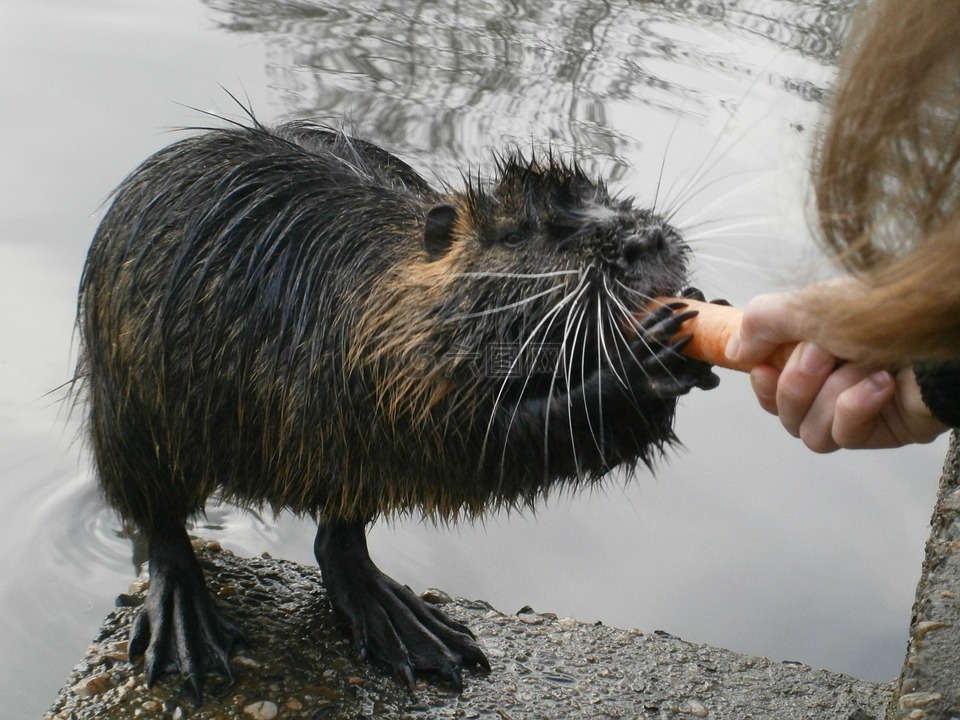 海狸鼠,馈送,水生动物