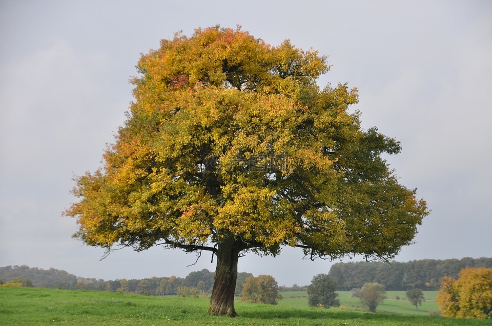 树,雄伟,秋季景观