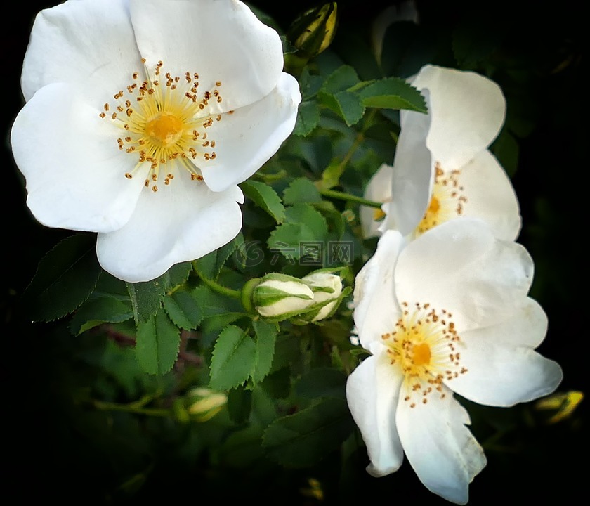 玫瑰,白色的狗玫瑰,鲜花