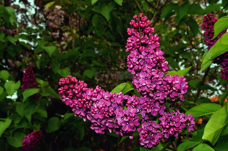 紫丁香,丁香,观赏灌木