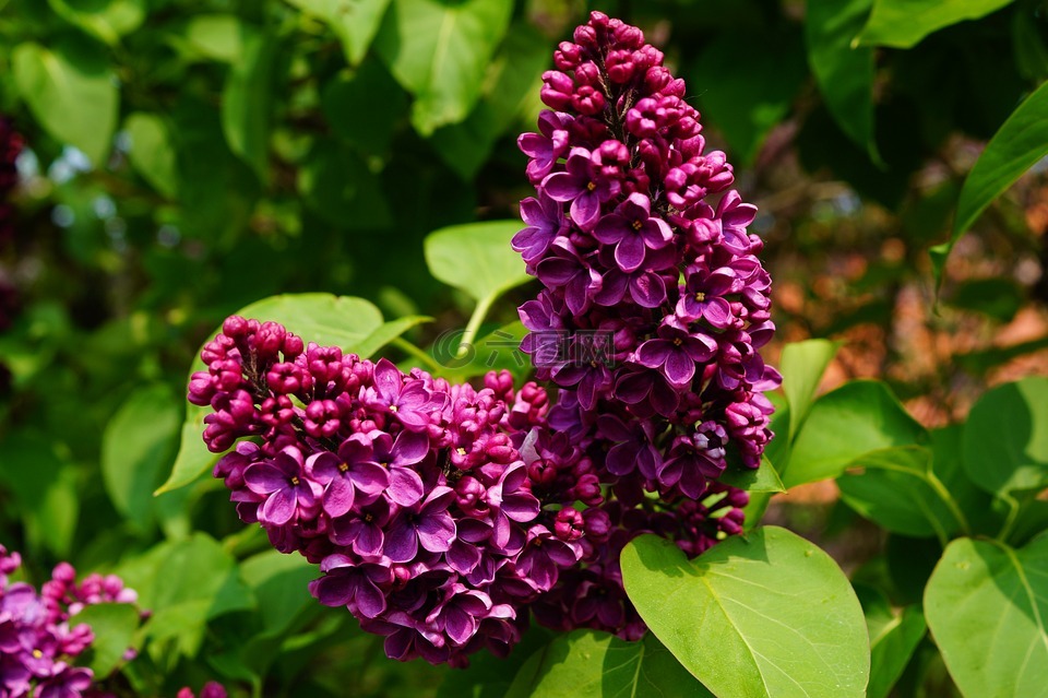 紫丁香,丁香,观赏灌木
