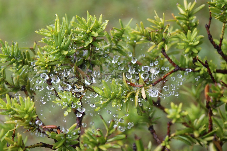 植物,雨水,蜘蛛网