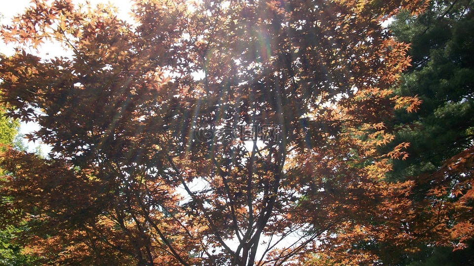日本枫树,枫,自然